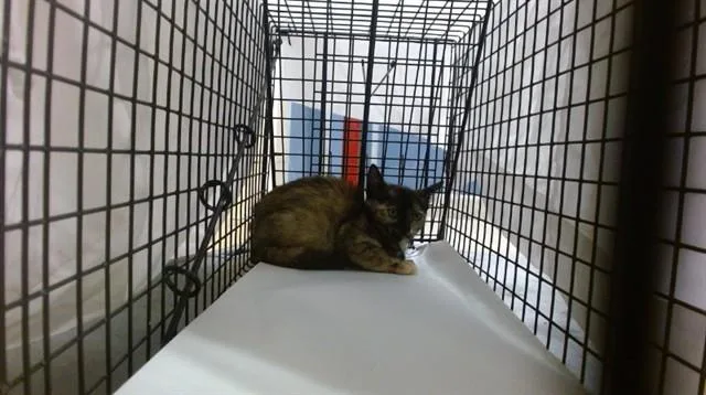 A baby small-sized female Domestic Short Hair cat named Melia for adoption in Miami, FL