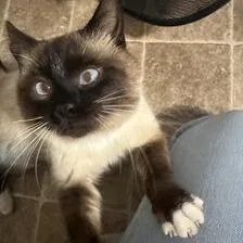 An adult medium-sized male Siamese cat named Charlie for adoption in Woodstock, GA