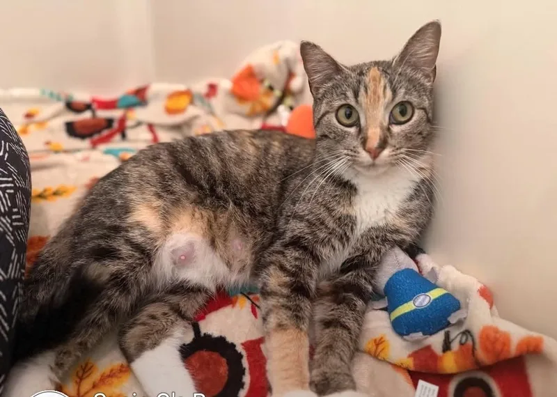 An adult medium-sized female Calico cat named Glinda for adoption in Reeseville, WI