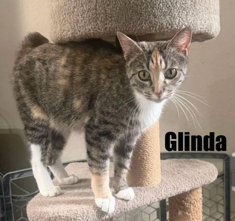 Glinda thumbnail 2
