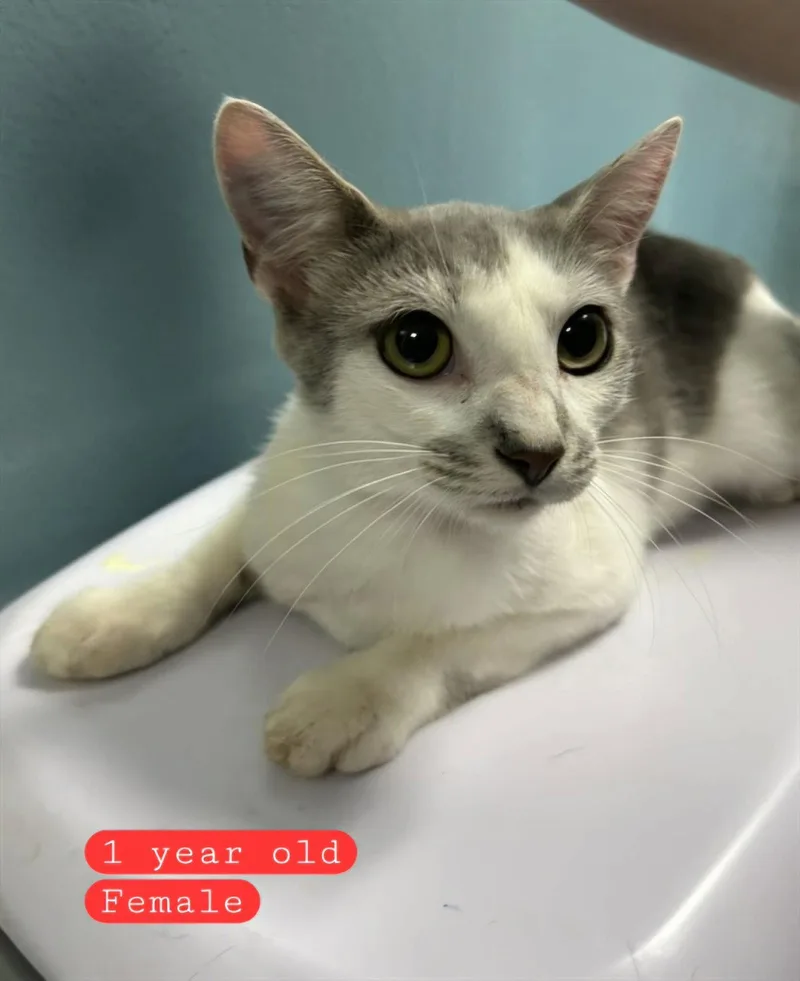 A young medium-sized female Gray & White Domestic Short Hair cat named Nora for adoption in Holbrook, NY
