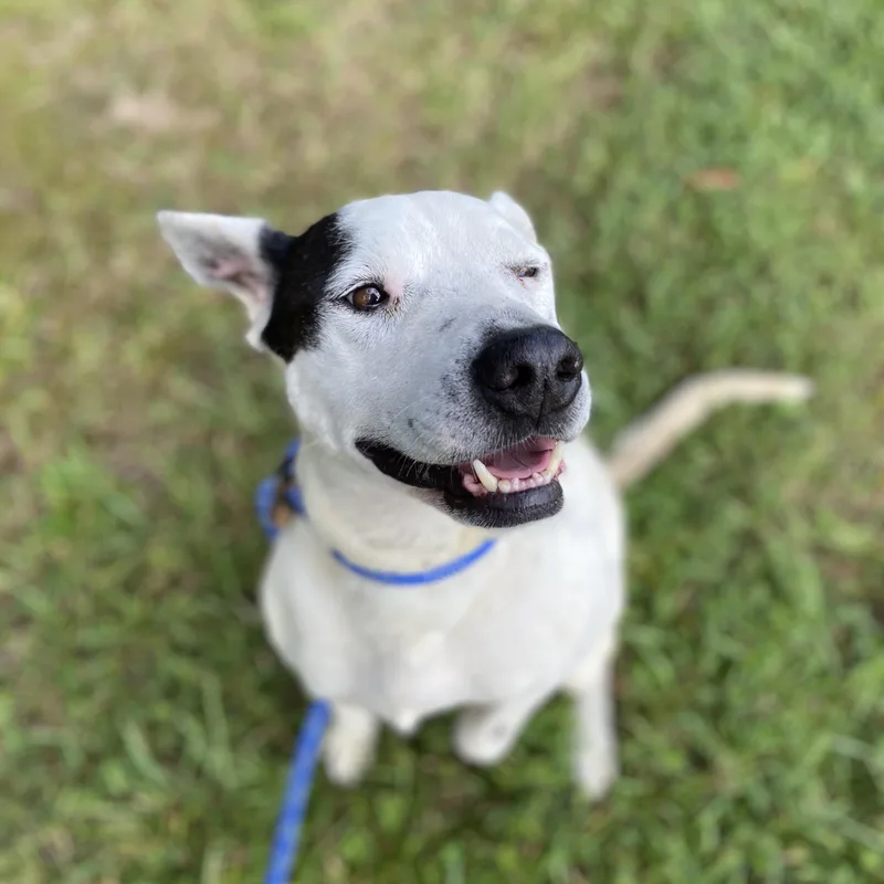 A young medium-sized male Black Hound dog named Barry for adoption in POLKTON, NC