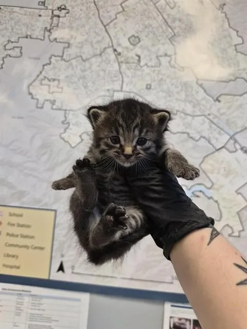 A baby small-sized female Domestic Short Hair cat named Riga for adoption in San Jose, CA