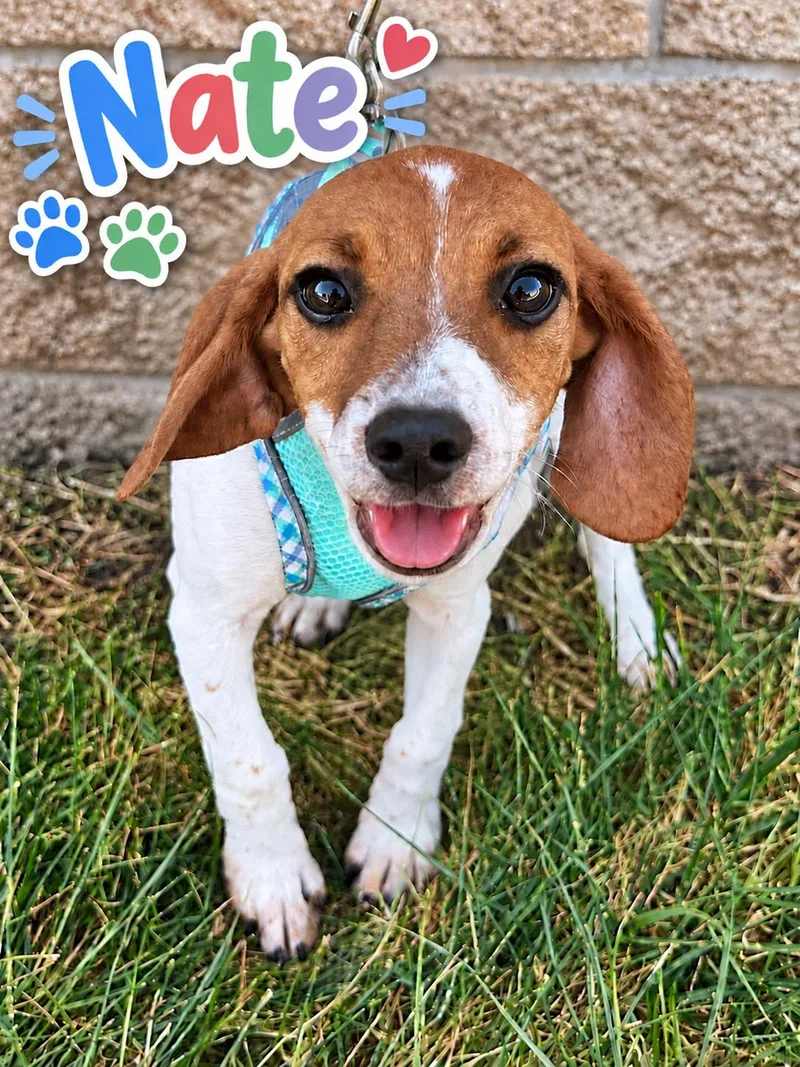 A baby small-sized male Beagle dog named Nate for adoption in Lee's Summit, MO