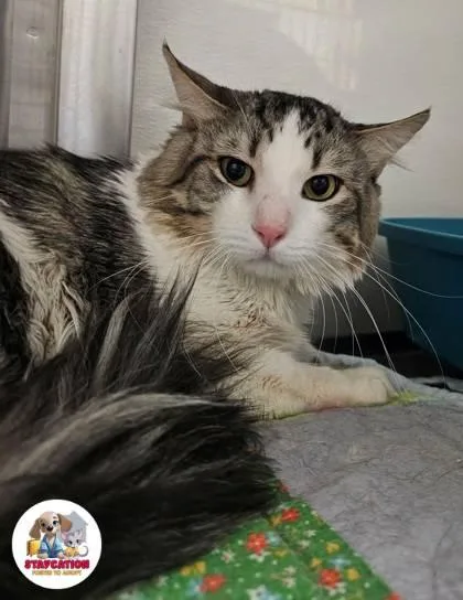Angel thumbnail 2