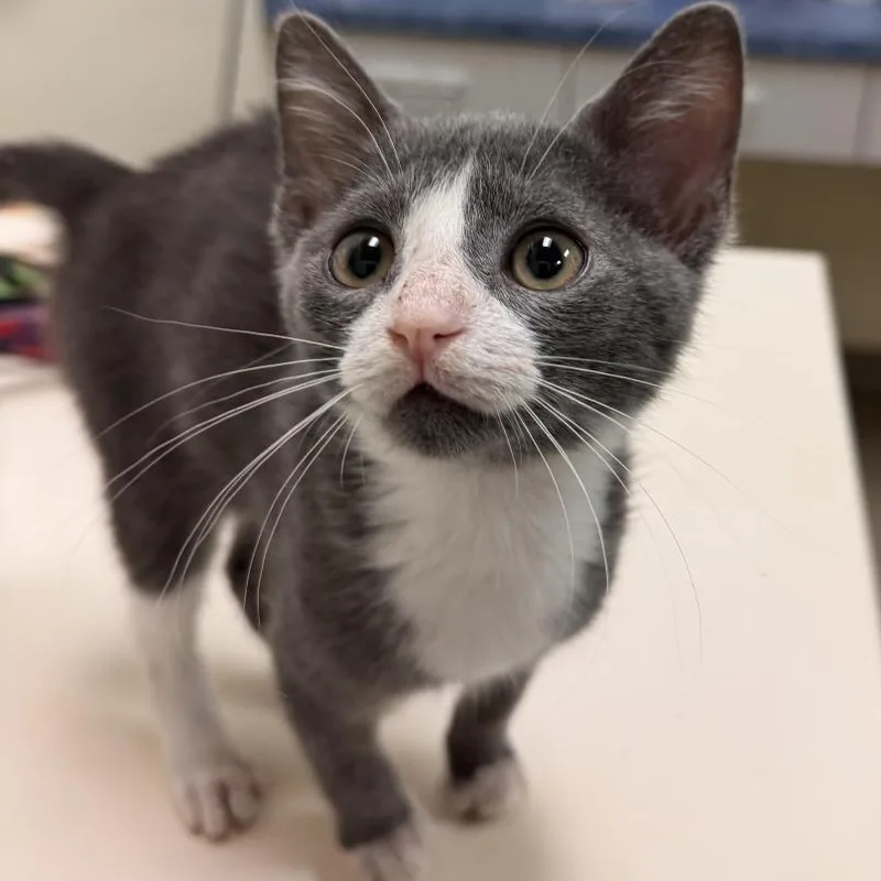 A baby small-sized male Gray / Blue / Silver Domestic Short Hair cat named Horace for adoption in Lynchburg, VA