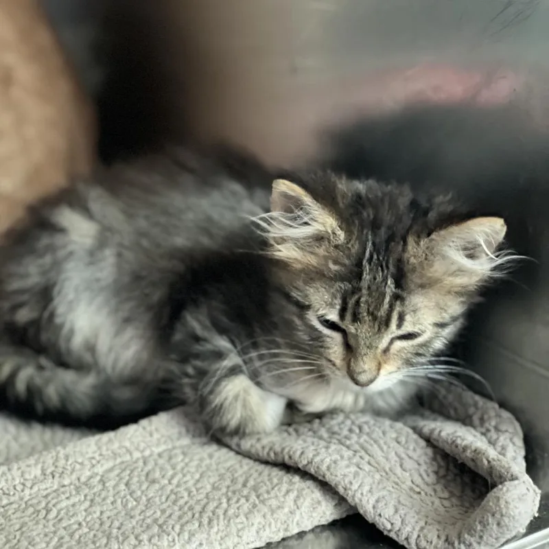 A baby small-sized male Brown / Chocolate Domestic Short Hair cat named Speedo for adoption in Matteson, IL
