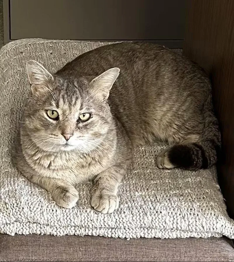 An adult medium-sized male Domestic Short Hair cat named Pedro for adoption in Whitehall, PA