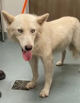 An adult large-sized male Husky dog named Floof for adoption in Baytown, TX
