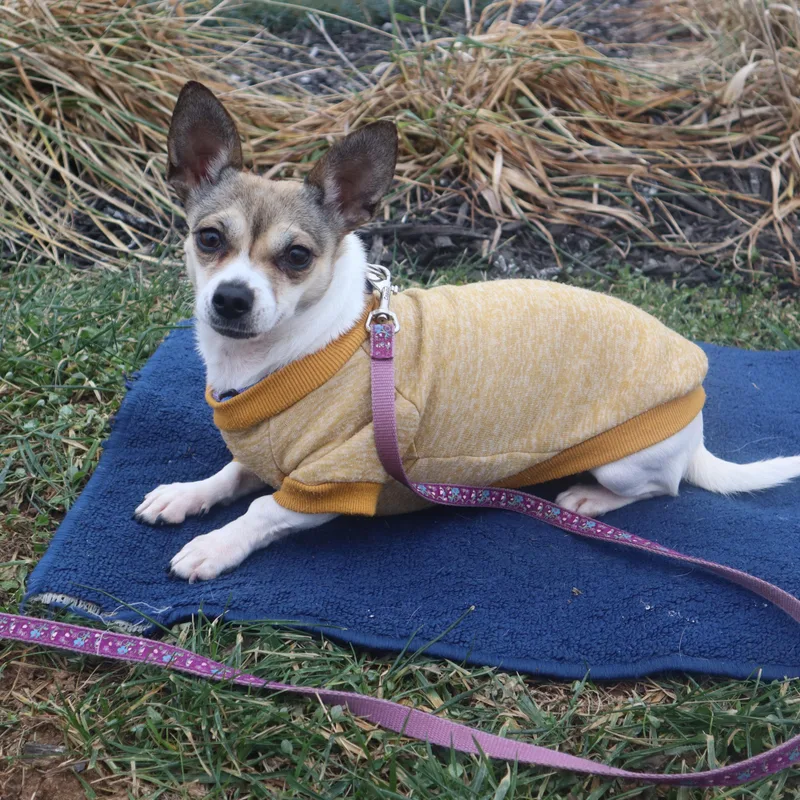 An adult small-sized female Chihuahua dog named Phoebe for adoption in Goshen, KY
