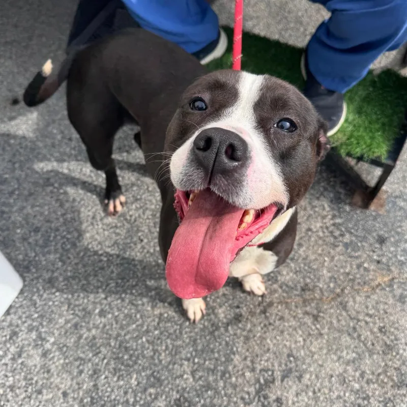 An adult medium-sized female Black Mixed Breed dog named Harley for adoption in Columbiana, AL