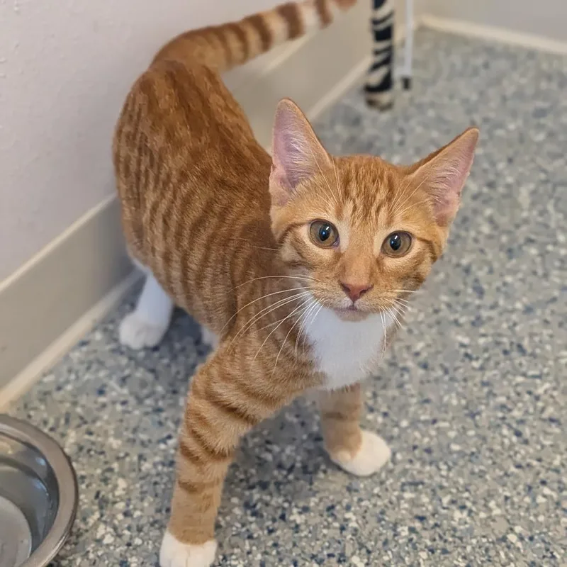 A baby small-sized male Orange / Red Domestic Short Hair cat named Atlas for adoption in Prairie du Chien, WI