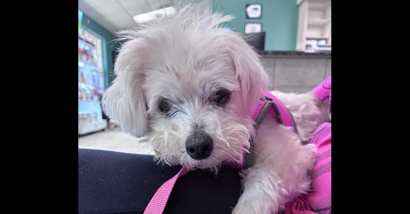 A senior small-sized female Maltese dog named Daisy for adoption in Orlando, FL