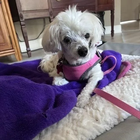Daisy thumbnail 2