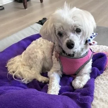 Daisy thumbnail 3