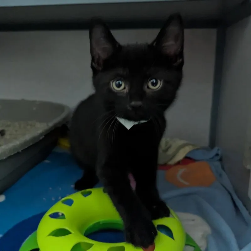 A baby small-sized male Black Domestic Short Hair cat named Benedict for adoption in Evansville, IN