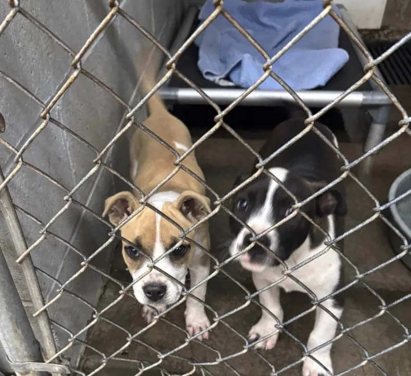 A baby medium-sized male Mixed Breed dog named Winnie & Remy for adoption in Elizabethtown, NC