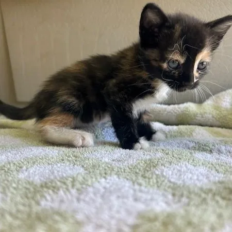 A baby small-sized female Calico Domestic Short Hair cat named Salsa for adoption in Margate, FL