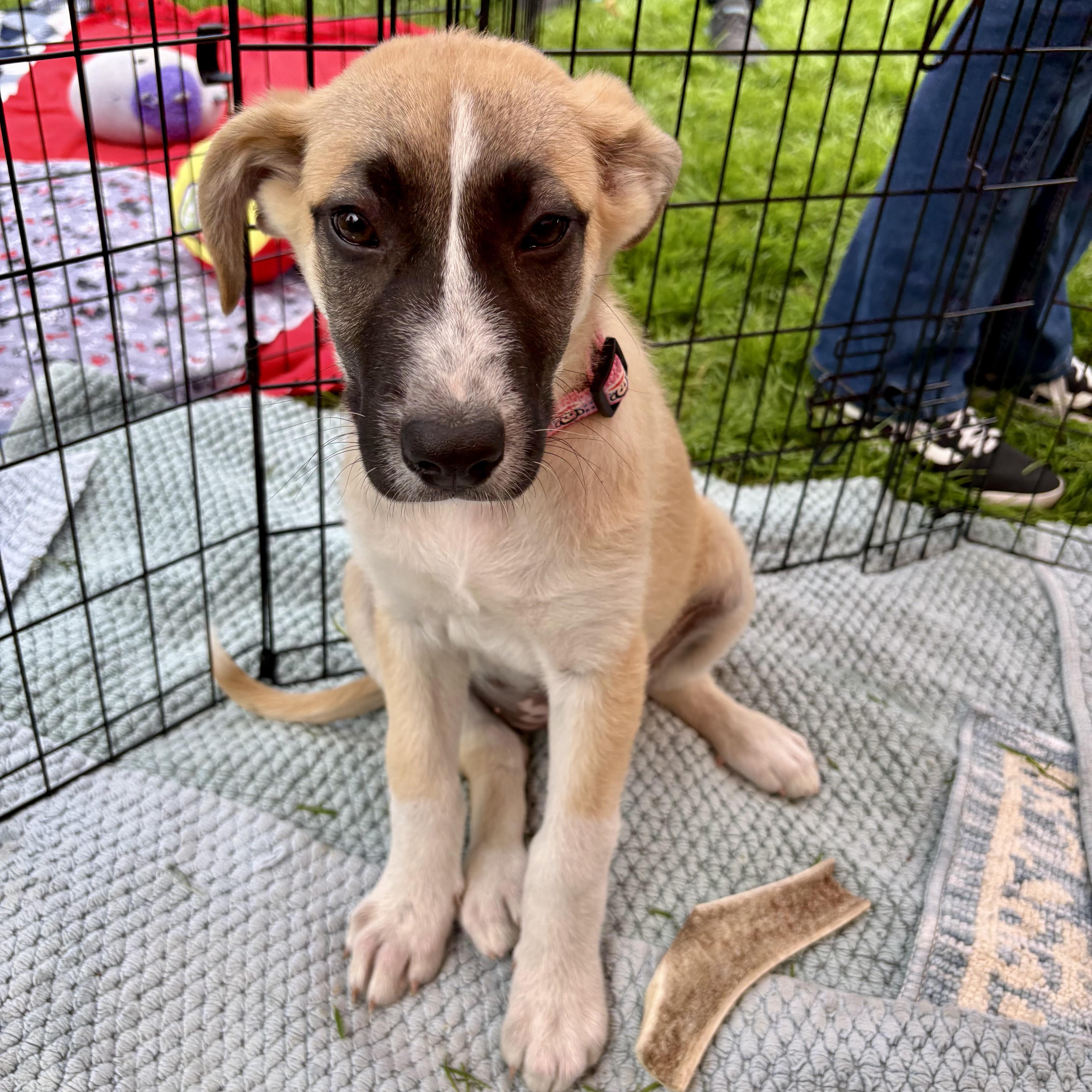 A baby large-sized female Apricot / Beige Anatolian Shepherd dog named Nala for adoption in Los Gatos, CA