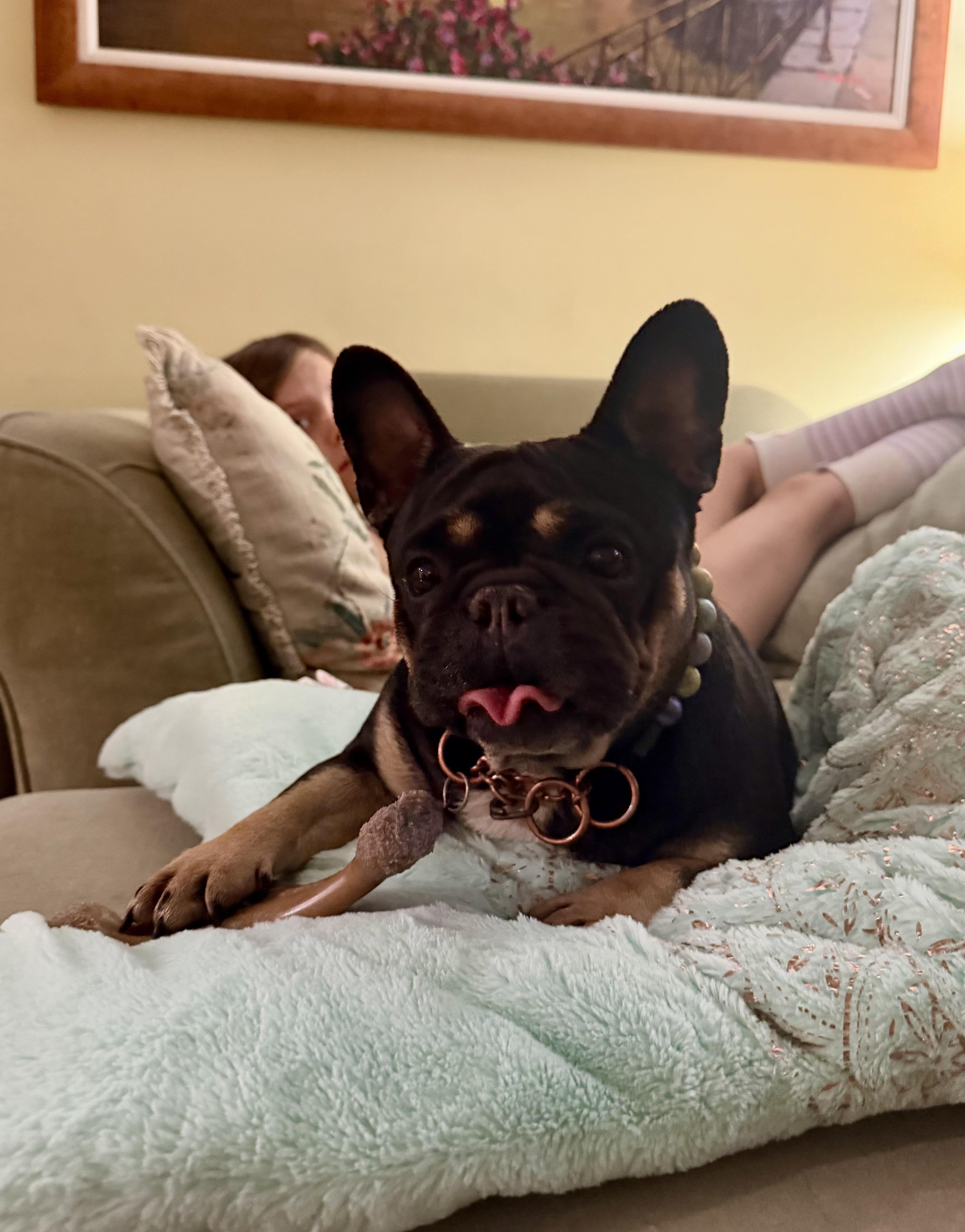 An adult small-sized female French Bulldog dog named Pippa for adoption in Thibodaux, LA