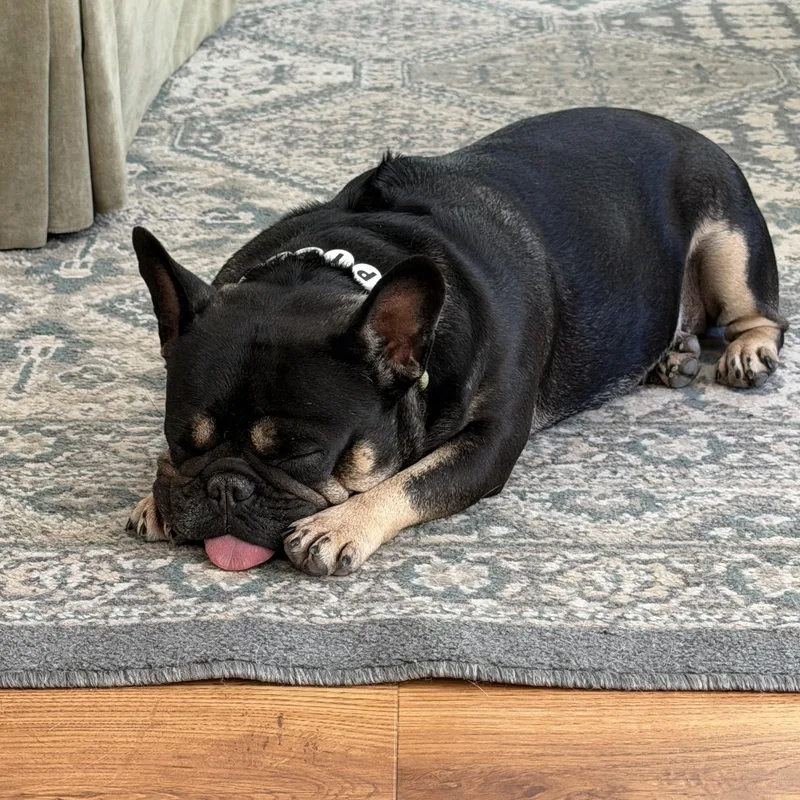 Pippa thumbnail 2