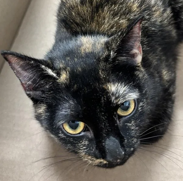 A young medium-sized female Domestic Short Hair cat named Gwen for adoption in Ridgewood, NY