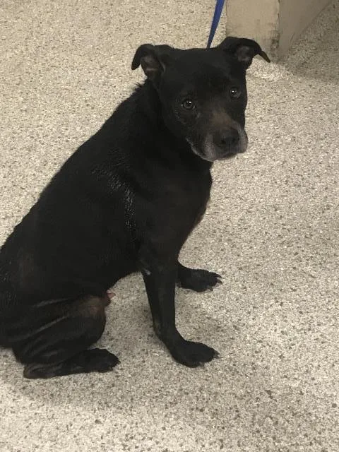 An adult medium-sized male Pit Bull Terrier dog named A for adoption in Conroe, TX