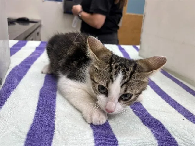 A baby medium-sized male Domestic Short Hair cat named Pete for adoption in Garland, TX