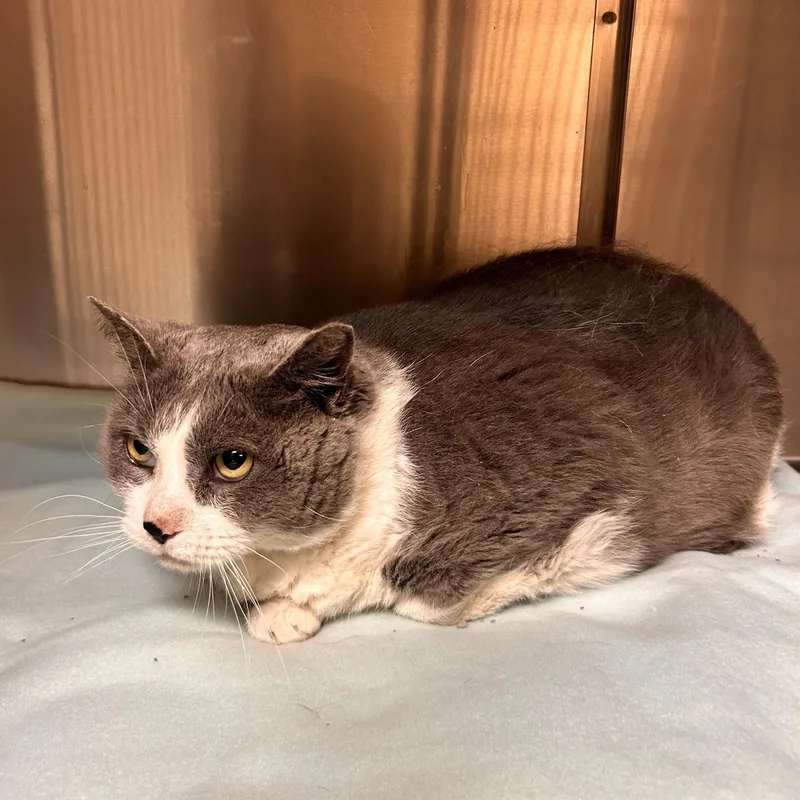 An adult large-sized male Domestic Short Hair cat named Kitkit for adoption in Myerstown, PA