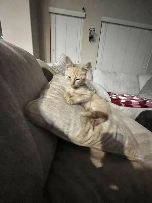 A baby medium-sized male Tabby (Orange / Red) Tabby cat named Mochi for adoption in Napa, CA