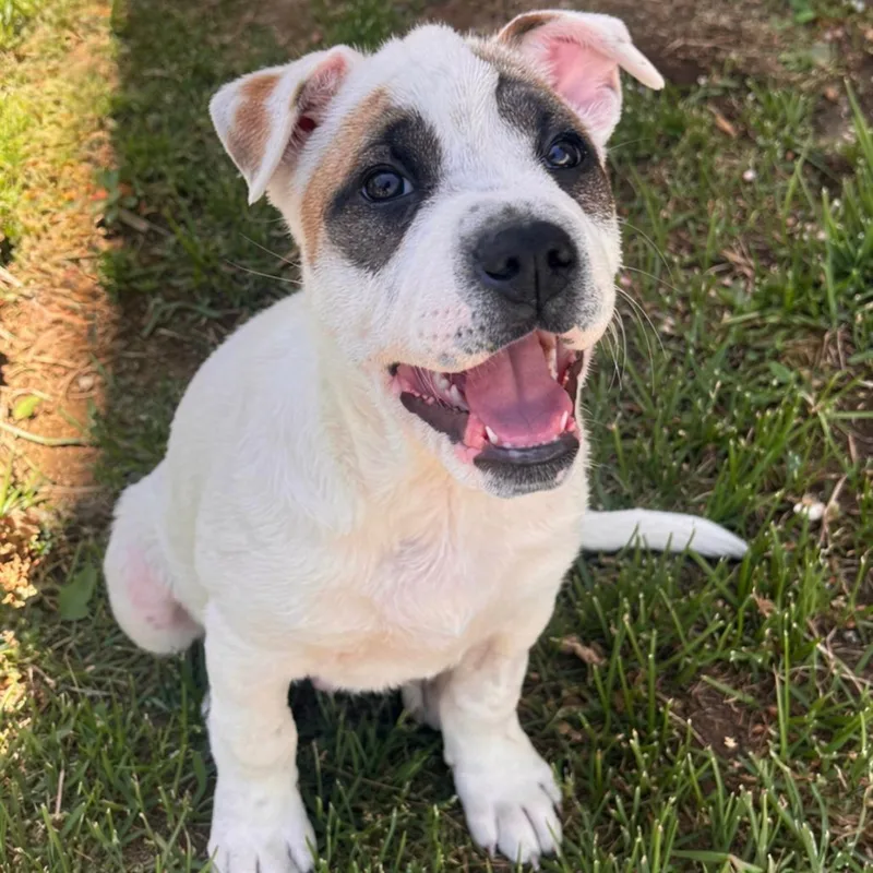 A baby medium-sized male White / Cream German Shepherd Dog dog named Sport for adoption in Brownsboro, AL
