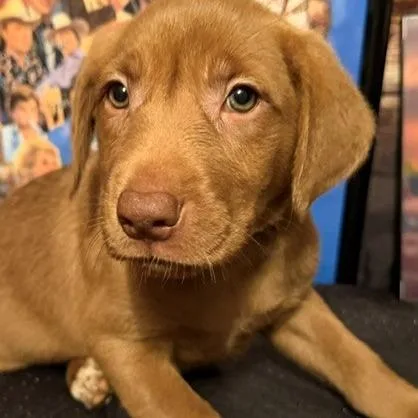 A baby medium-sized female Apricot / Beige Labrador Retriever dog named Dolly for adoption in Normal, IL