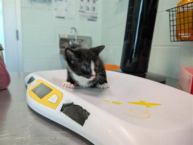 A baby small-sized male Black & White / Tuxedo Domestic Short Hair cat named Dave for adoption in Tavares, FL
