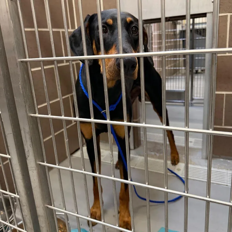 A young large-sized male Doberman Pinscher dog named Casimir for adoption in Barrington, IL