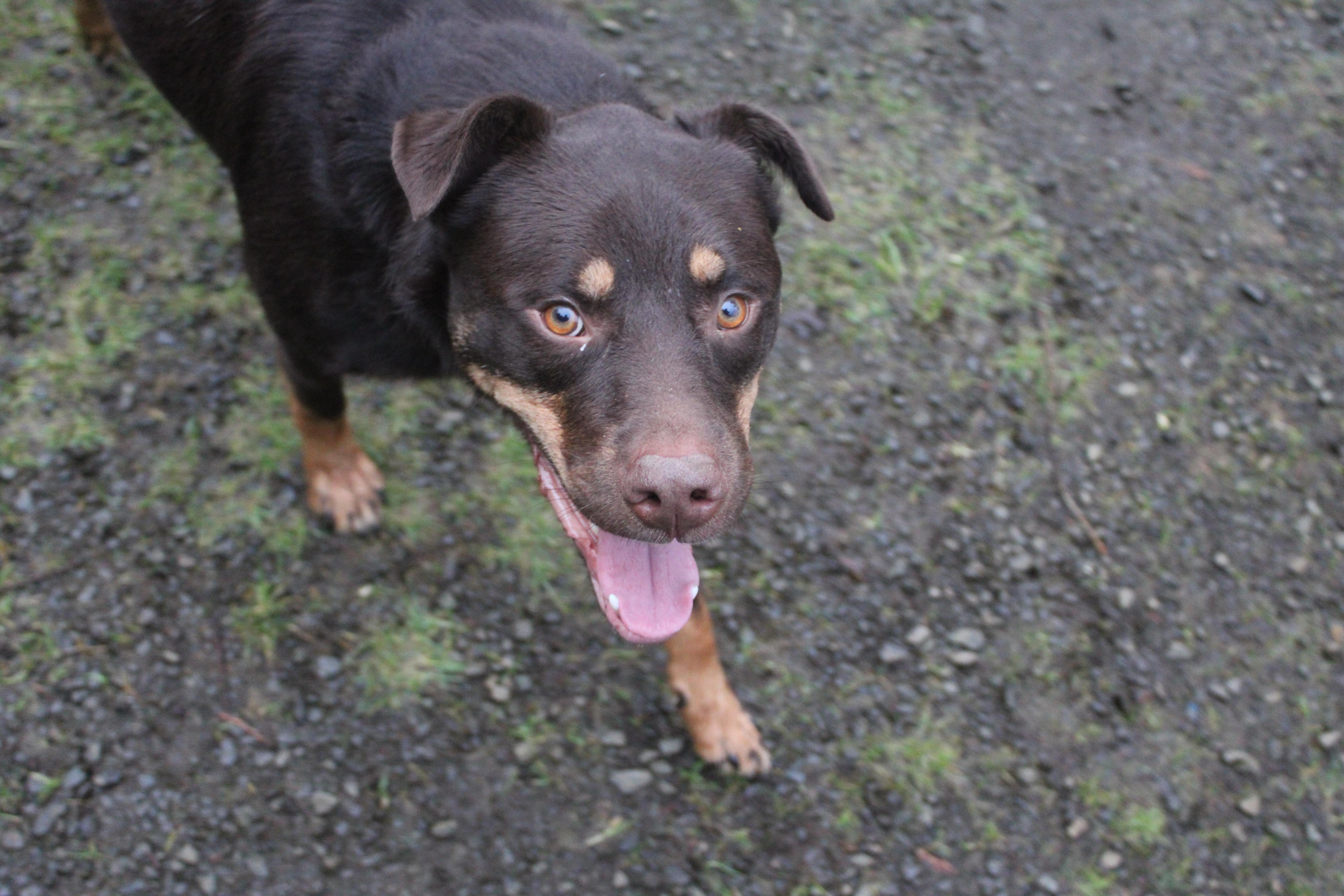 An adult large-sized male Brown / Chocolate Rottweiler dog named Charlie for adoption in Tillamook, OR