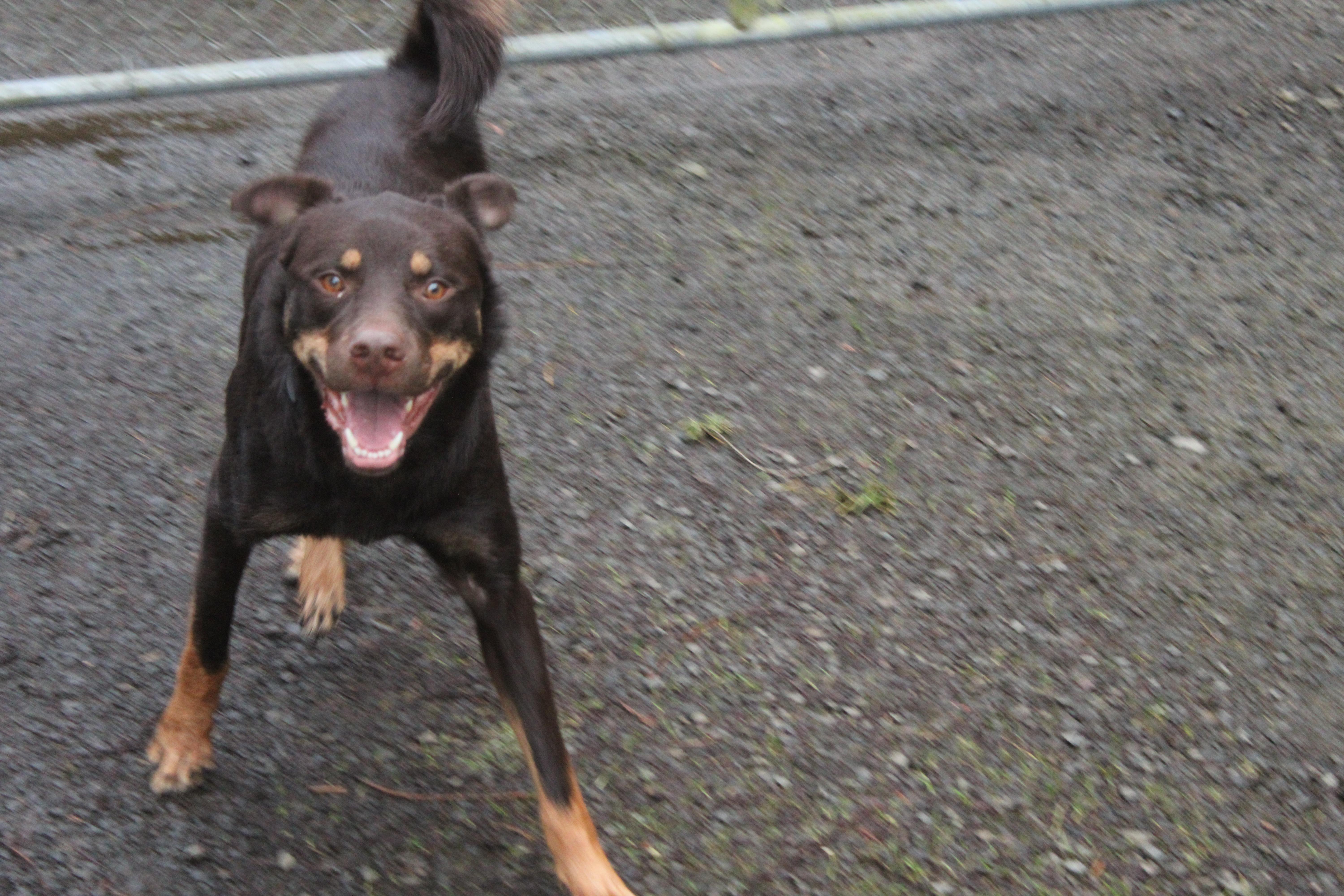 Charlie thumbnail 4