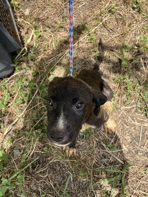 A baby large-sized male Mixed Breed dog named Smith for adoption in Dallas, TX