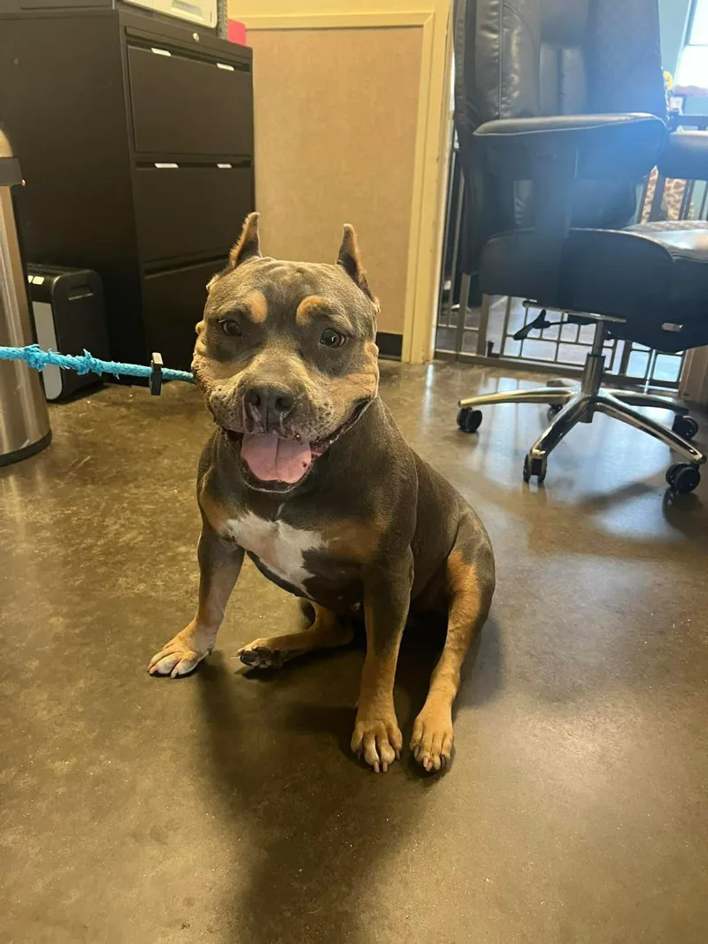 Found stray: Nadia