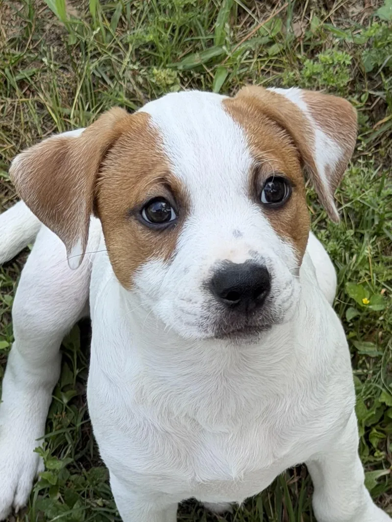 A baby medium-sized female Tricolor (Brown, Black, & White) Australian Cattle Dog / Blue Heeler dog named Velvet for adoption in TOMBALL, TX
