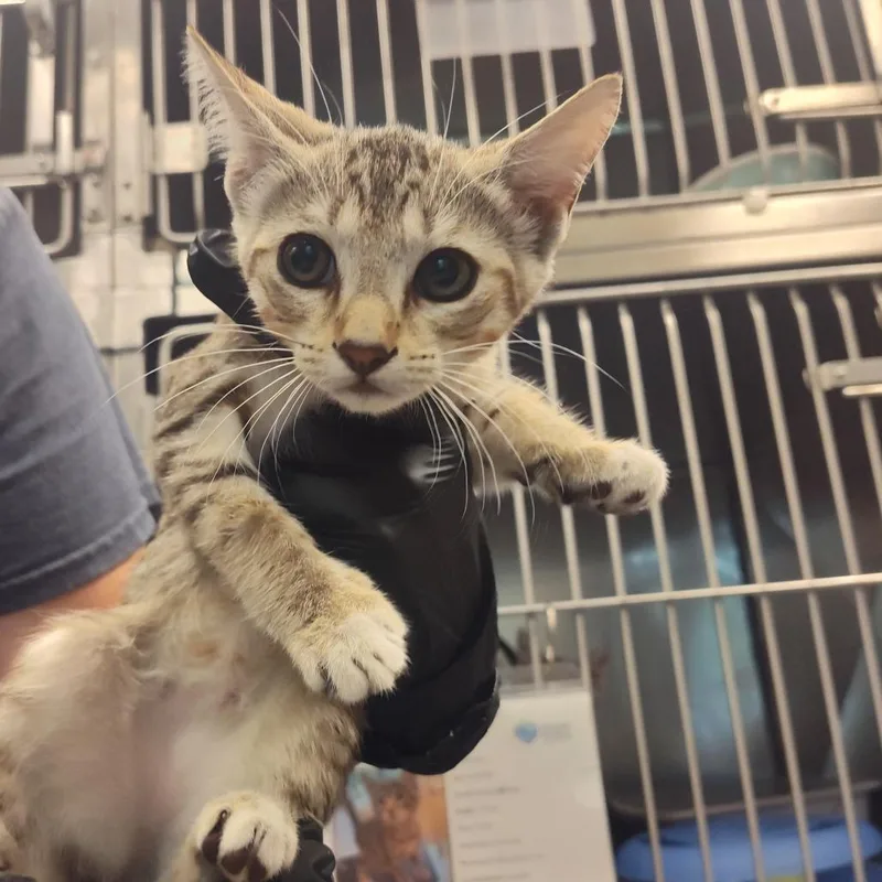 A baby small-sized female Brown / Chocolate Domestic Short Hair cat named Otep for adoption in Lake Panasoffkee, FL