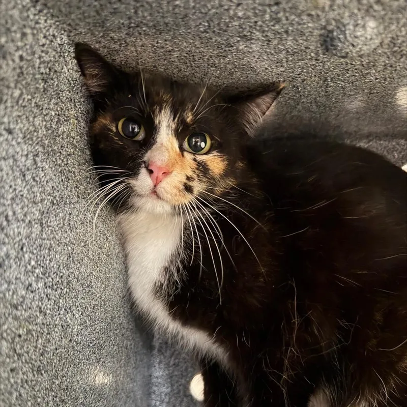 A young medium-sized female Calico Domestic Short Hair cat named Cleo for adoption in Birmingham, AL