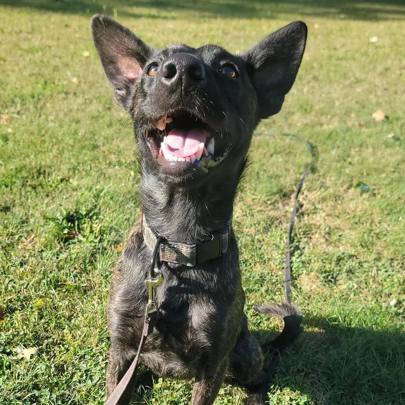 A young medium-sized male Mixed Breed dog named Bill for adoption in Duxbury, MA