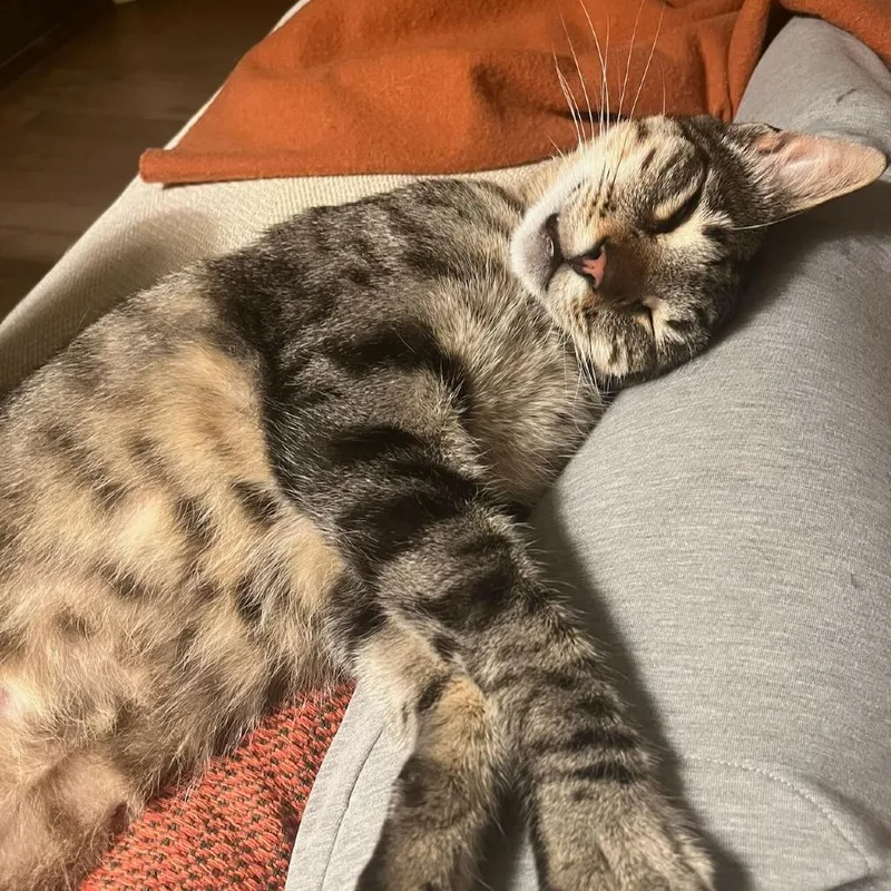 Duke