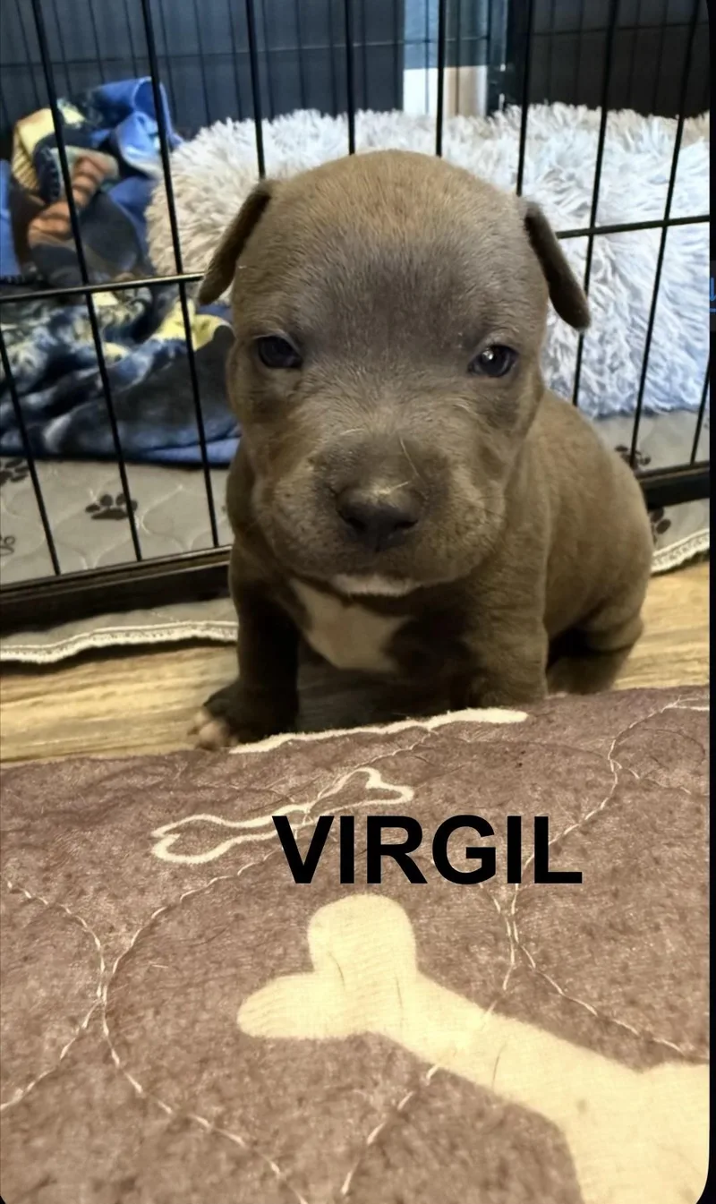 Virgil thumbnail 3