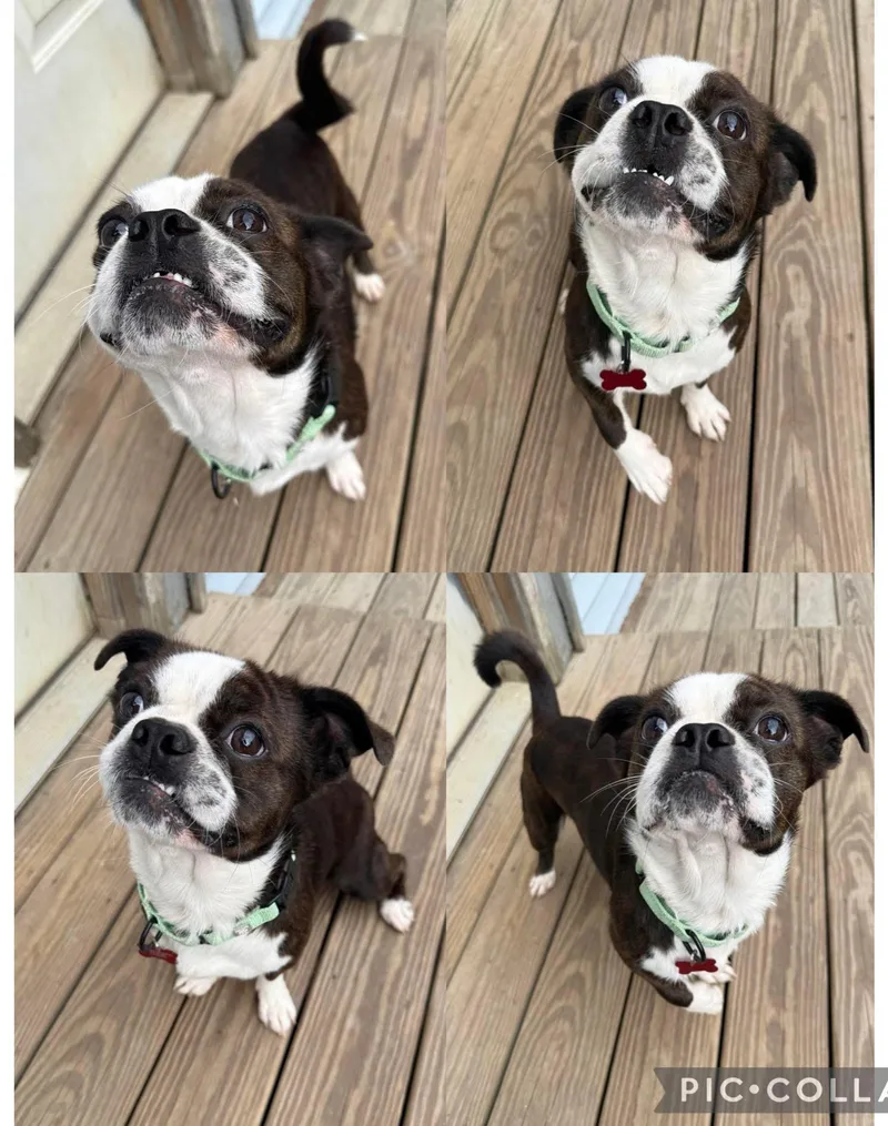 Frankie
