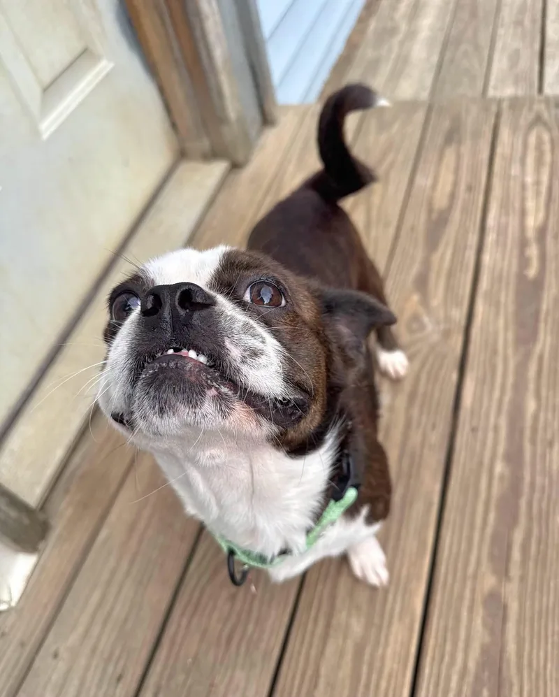 Frankie thumbnail 2