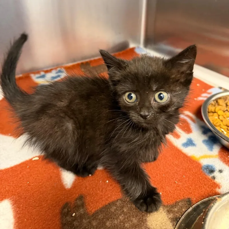 A baby small-sized female Black Domestic Short Hair cat named Sunbathe for adoption in Martinsville, VA