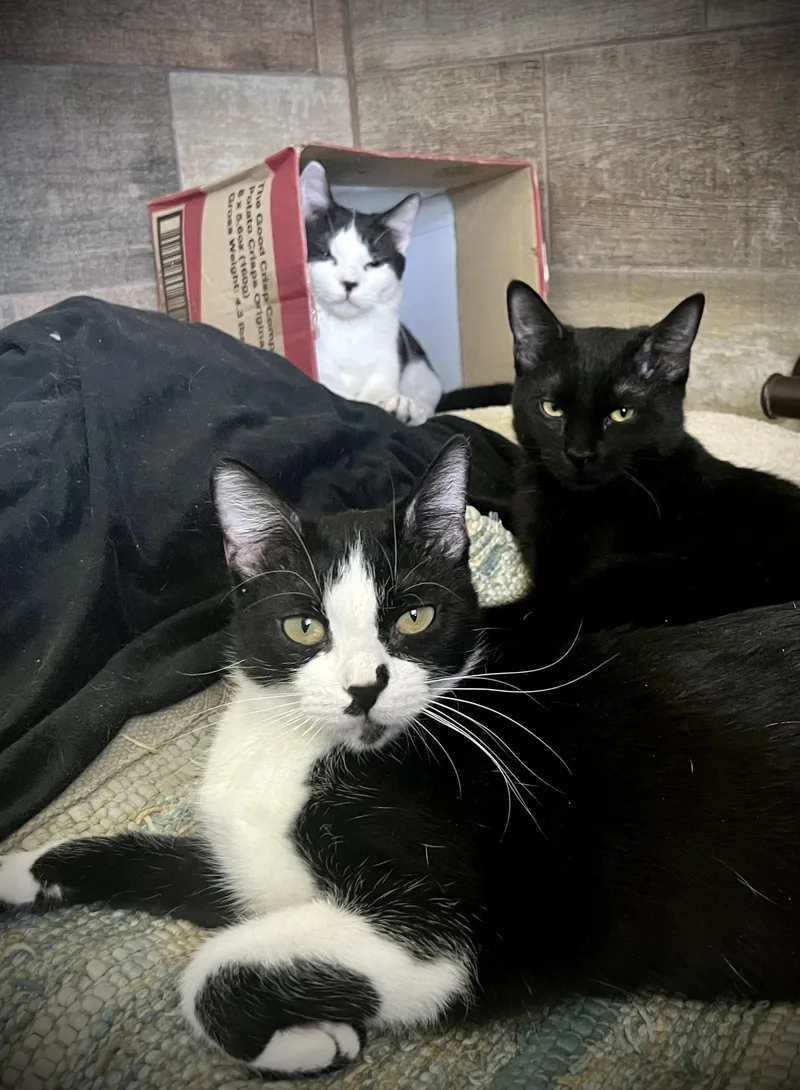 Roxanne Butterfly thumbnail 2