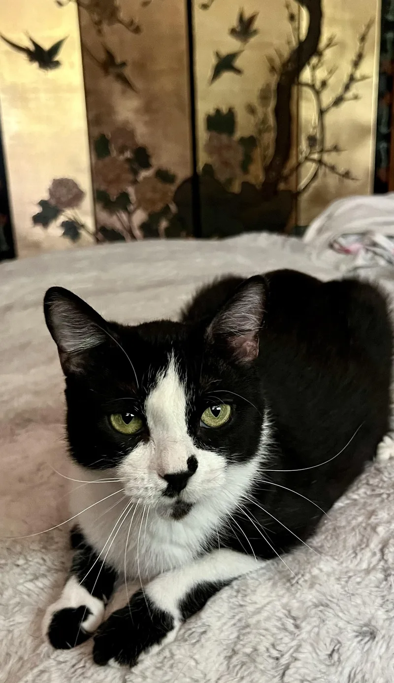 Roxanne Butterfly thumbnail 3