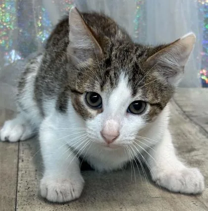An adult small-sized male Domestic Short Hair cat named Michael Meowers for adoption in Shreveport, LA